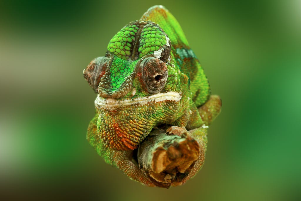 Detailed close-up of a colorful green chameleon with textured skin, showcasing its vibrant colors.